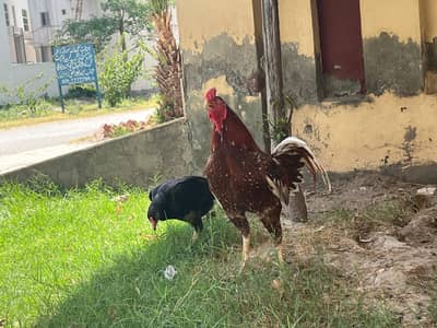 pure Aseel hen Pair