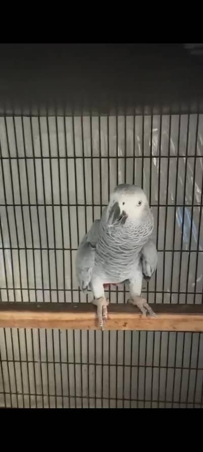 African Grey Female