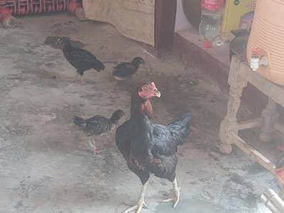 full aseel hen and three baby