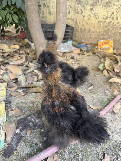 Silkie chicks for sale