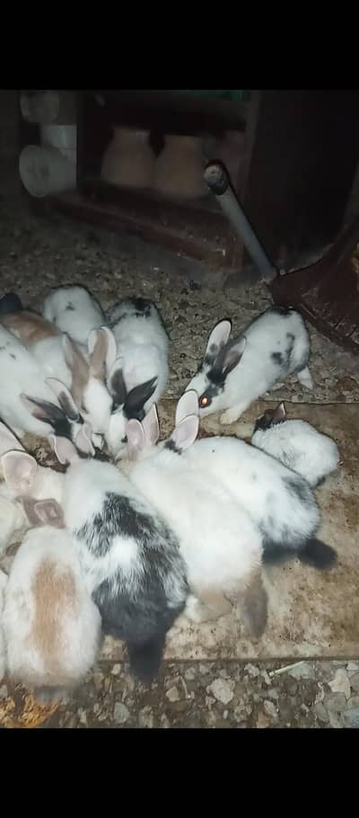 rabbit. argent sell