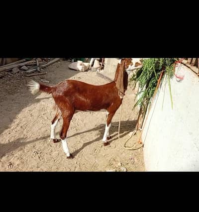 LAL ABLUC FEMALE AGE 4 DANT