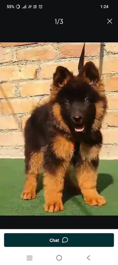 German Shepherd puppies and active vip pure breed Whatsapp 03410623551
