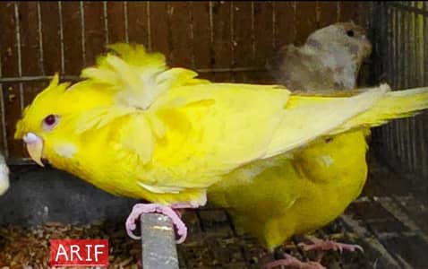hogoromo parrot