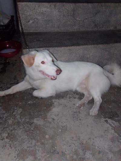 dog for sale only serious log rabta kry