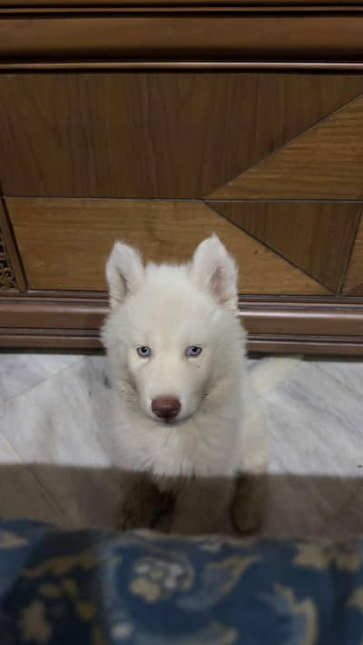 Husky Male pup for Sale