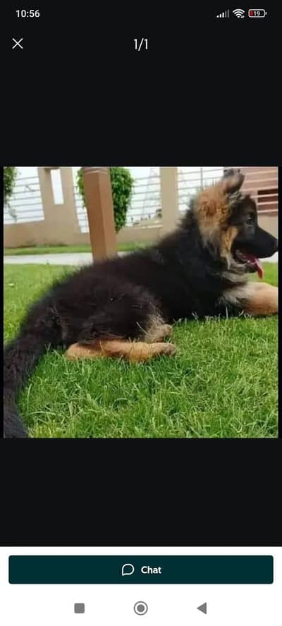 German Shepherd puppies and active vip pure breed Whatsapp 03410623551