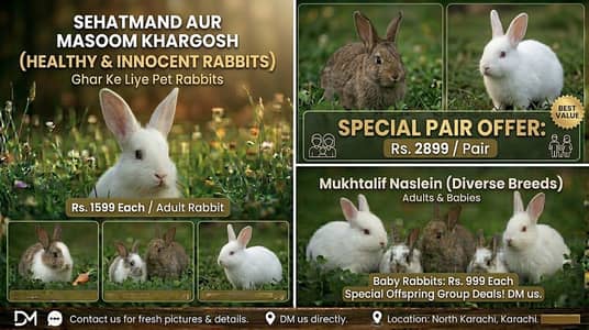 New Zealand White & Mix Active Rabbits (Ghr k Paly Hwe)