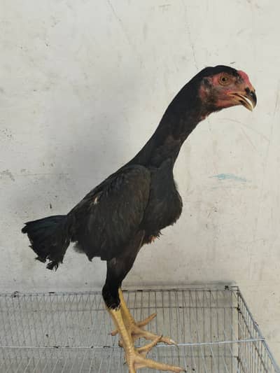Black Shamo