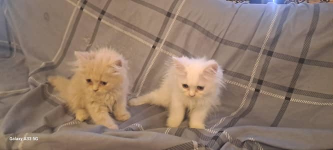 kittens for sale