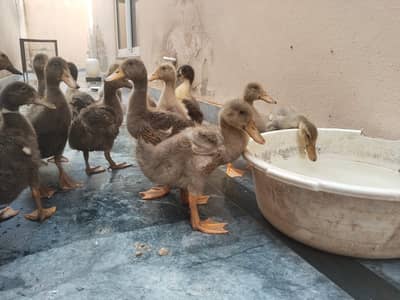 5 week ducklings, 1 adult male and two egg laying females and eggs