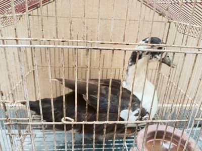 5 week ducklings, 1 adult male and two egg laying females and eggs