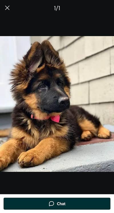 German Shepherd puppies and active vip pure breed Whatsapp 03410623551