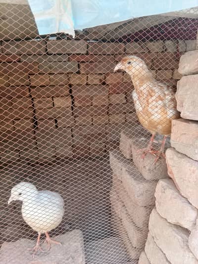 Irani tetar pair for sale in reasonable price