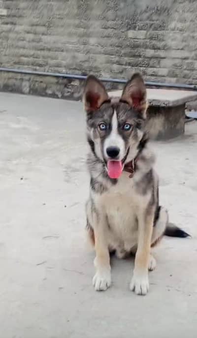 Sibarian Husky Dog