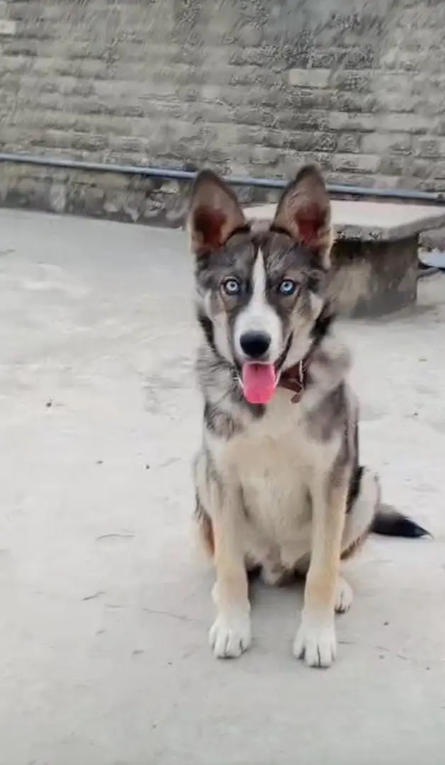 Sibarian Husky Dog