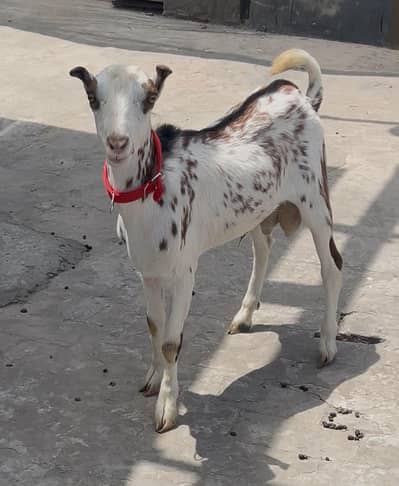 Teda male 6/7 months for quarbani 2027 height 22/23 inch