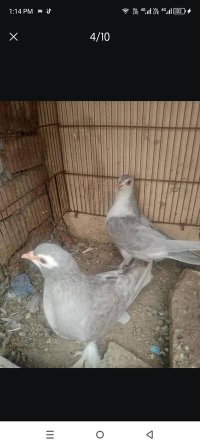 healthy and breeder pair