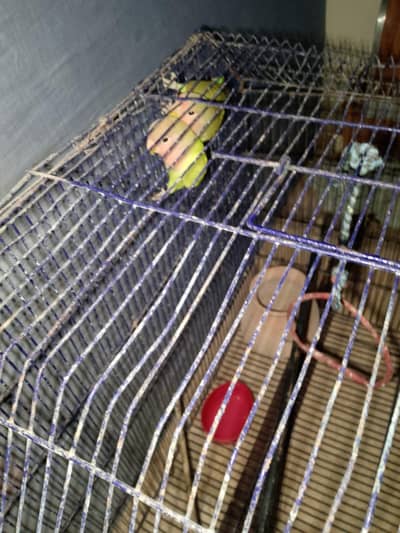 lovebird with cage