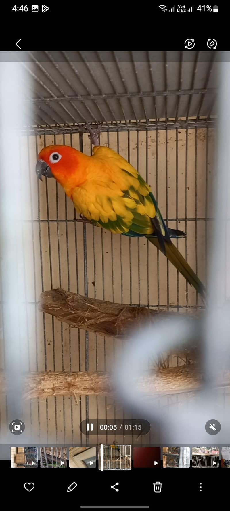 Sun Conure 0