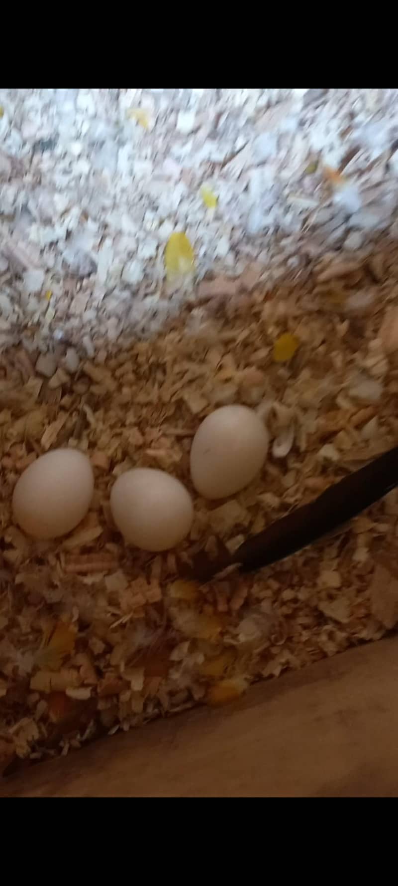 Sun Conure 1