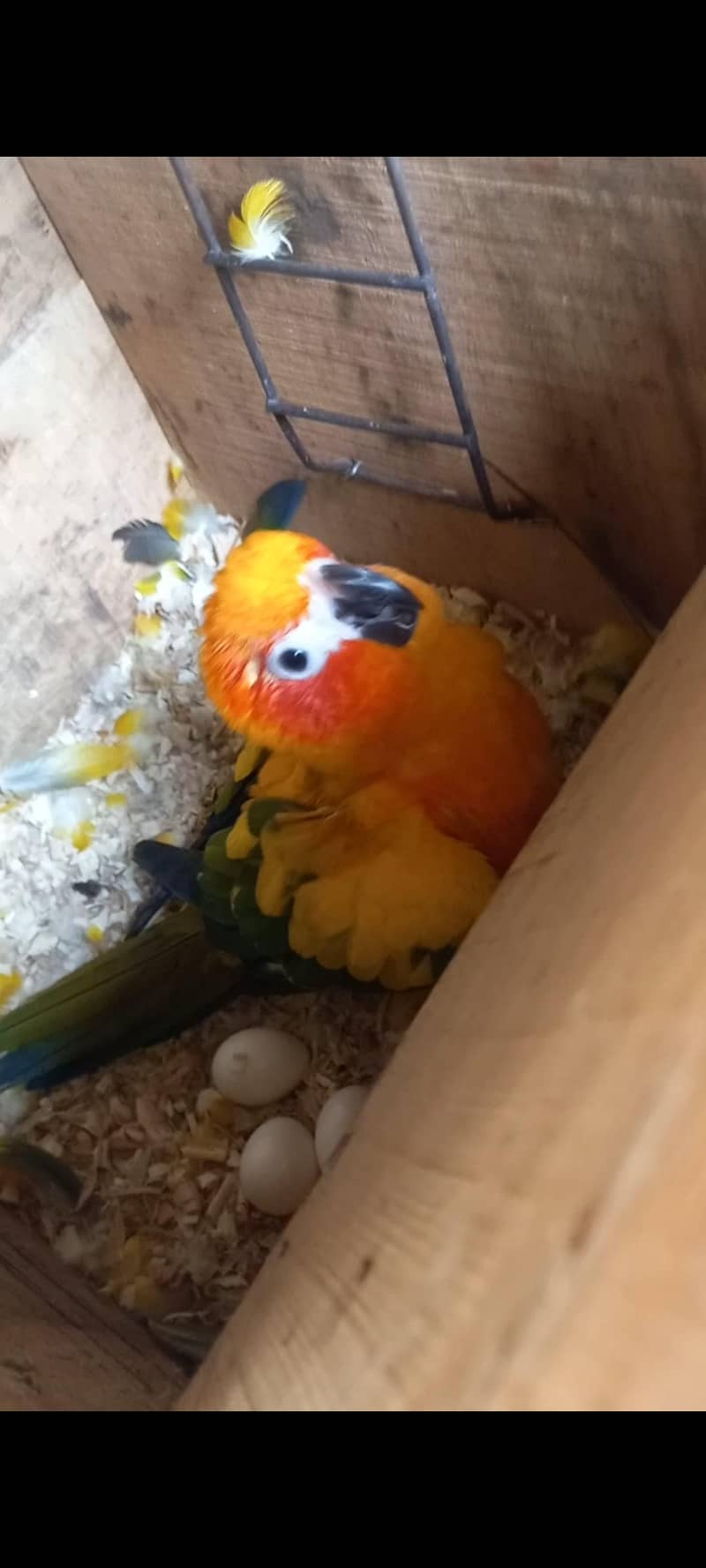 Sun Conure 2
