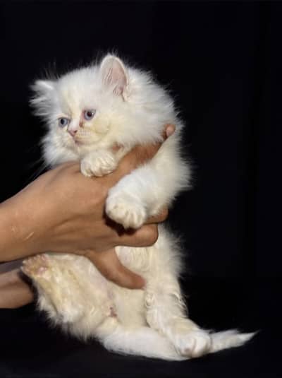 Persian kittens