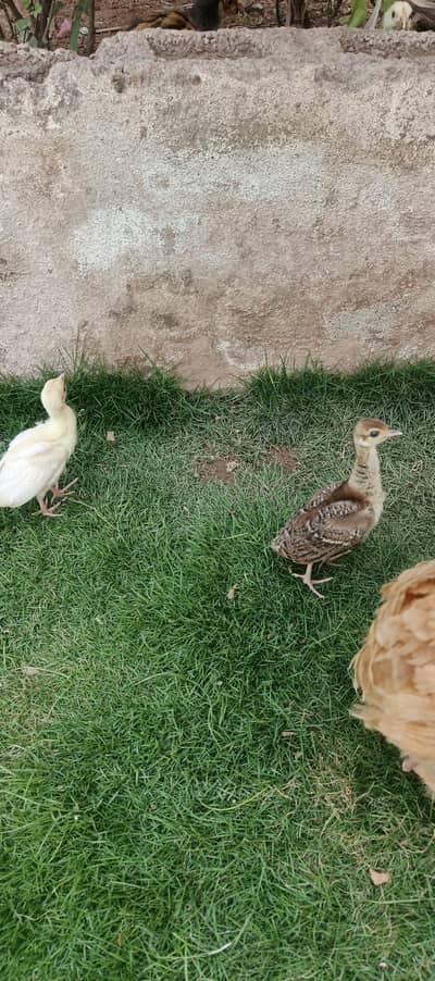 Peacock chicks for sale