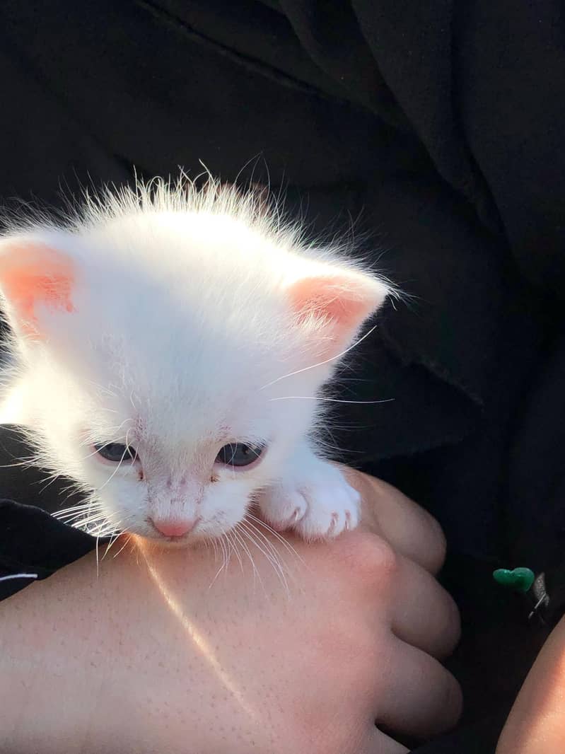 Nice cat  0