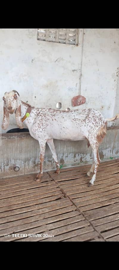 Pure Makhni Cheeni 2 Mah Gabban