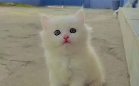 (Persian female kitten) (for sale all) (Pakistan delivery available)