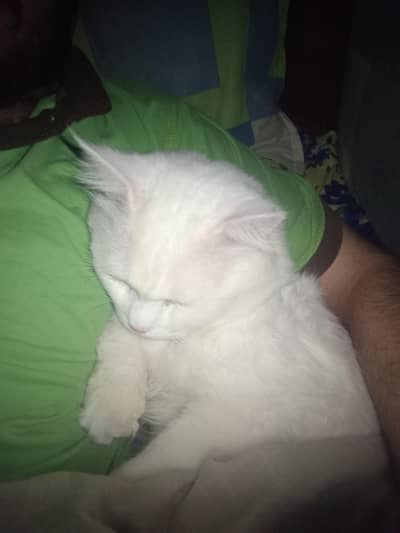 Pure Persian Cat (3 Years Old) – Extremely Playful & Friendly
