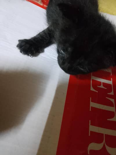 Persian kittens available