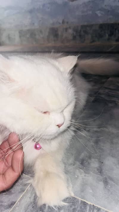 Female cat