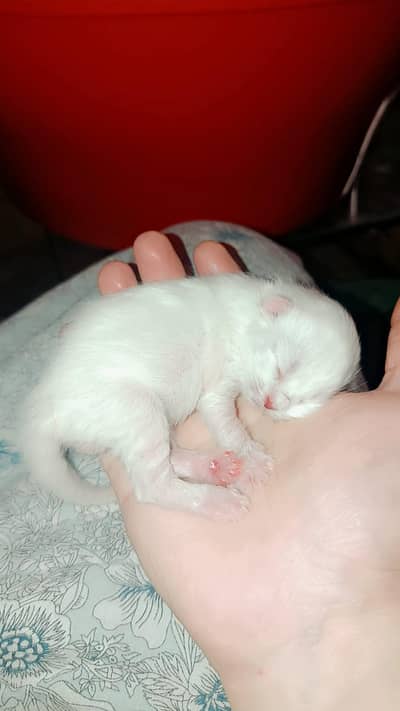 six kittens are available for advanced booking
