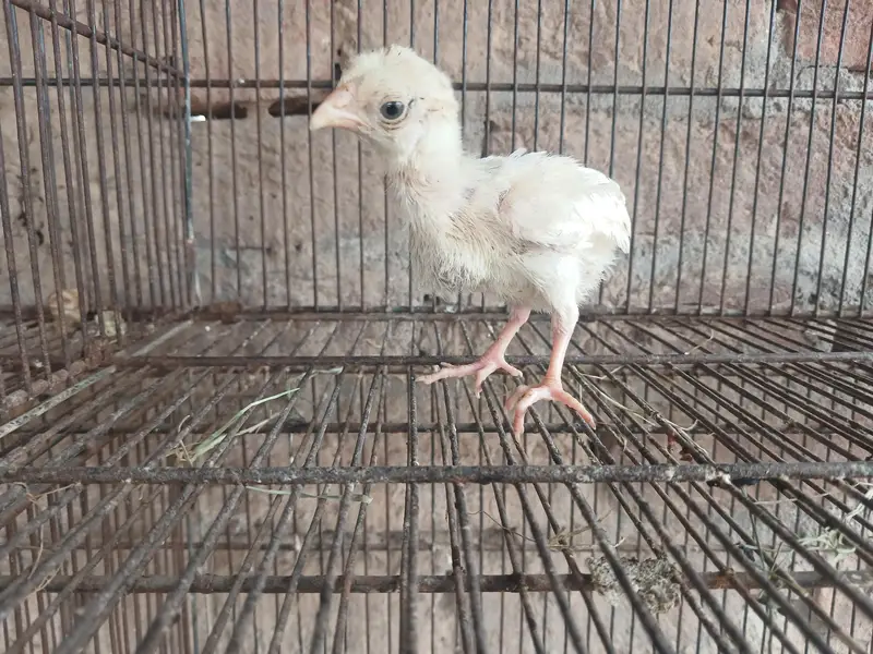 aseel heera paper white high quality fertile eggs  chicks for sale — photo 2