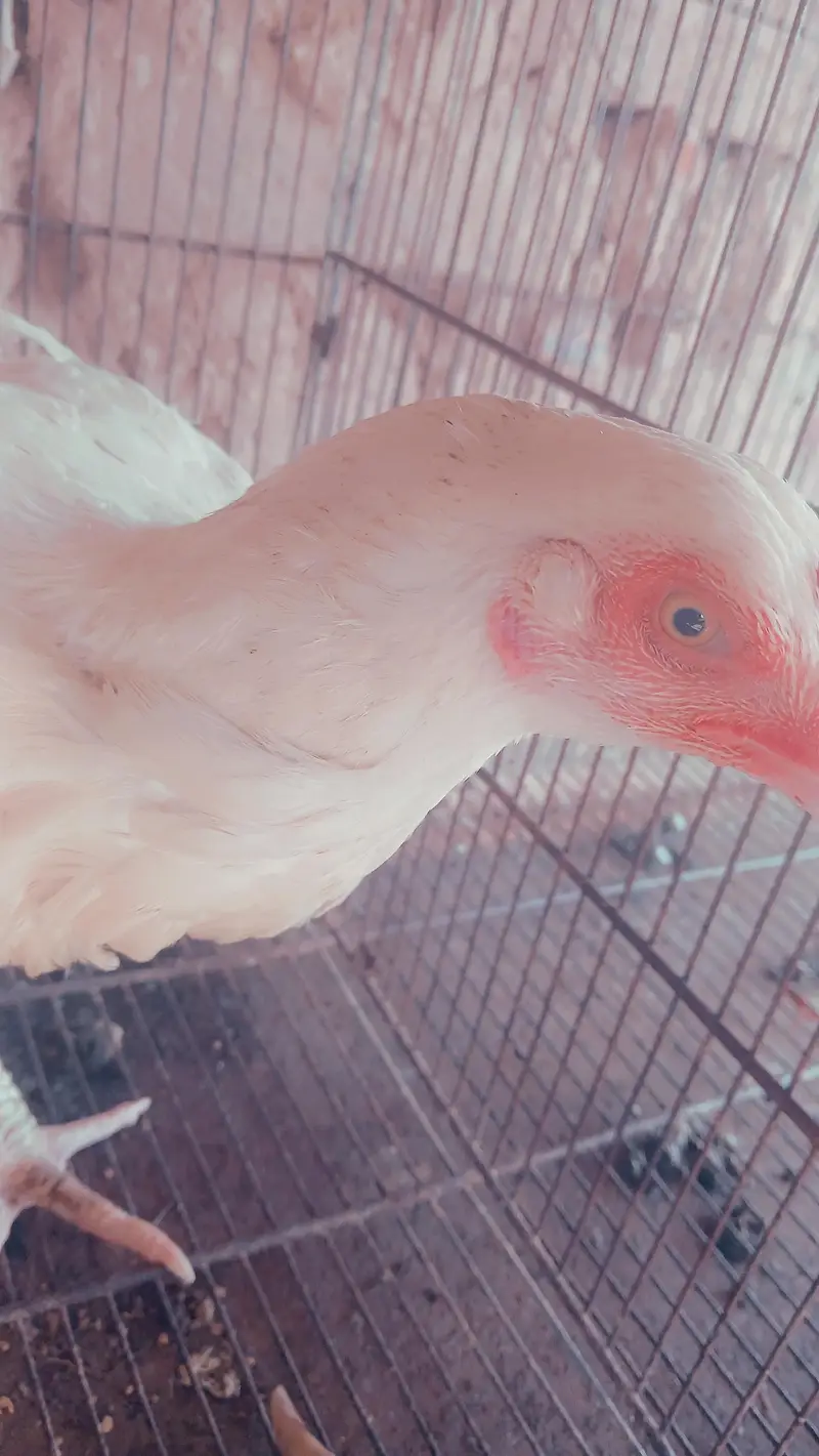 aseel heera paper white high quality fertile eggs  chicks for sale — photo 3
