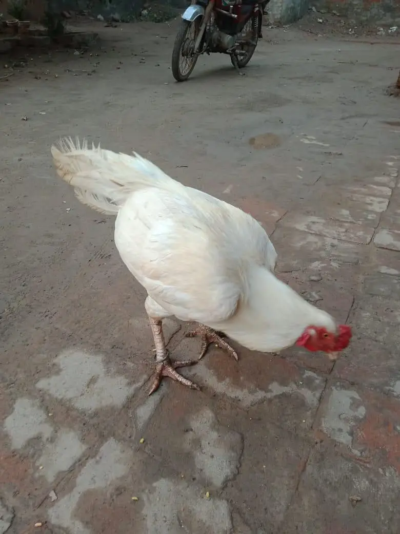 aseel heera paper white high quality fertile eggs  chicks for sale — photo 4