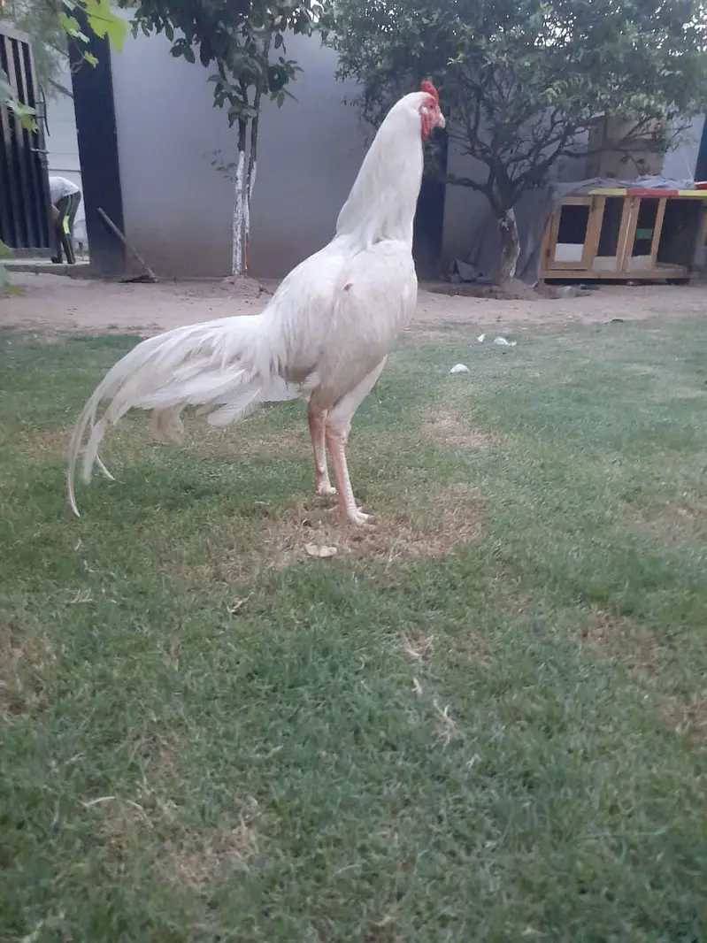 aseel heera paper white high quality fertile eggs  chicks for sale — photo 5