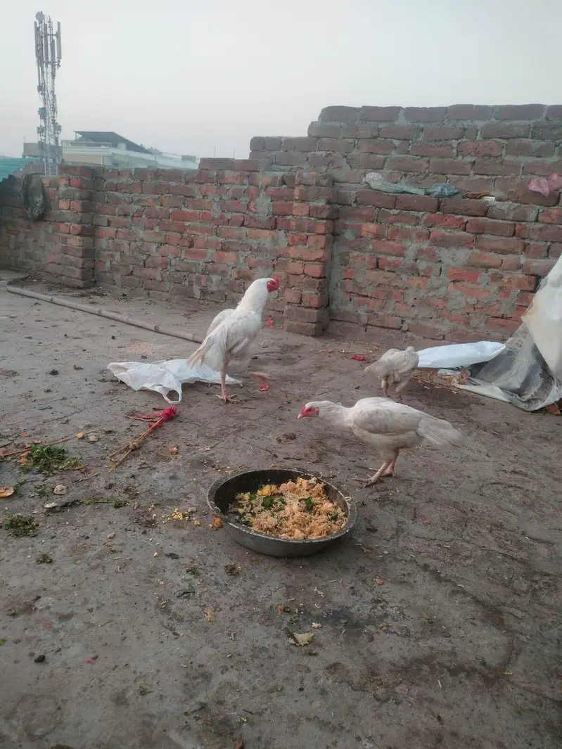 aseel heera paper white high quality fertile eggs  chicks for sale — photo 6