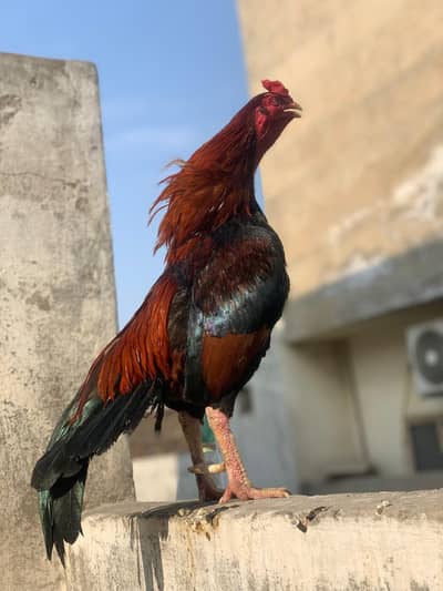 Lakha Mianwali Breeder