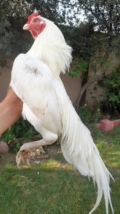 Top quality paper white Heera Aseel pair for sale