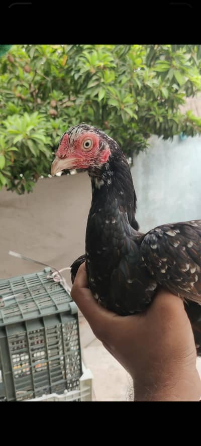aseel madi hai quality wali madi hai