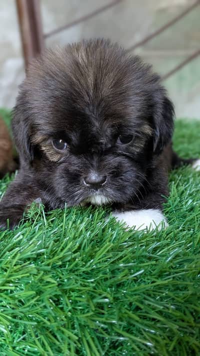 poodel  puppy For sale