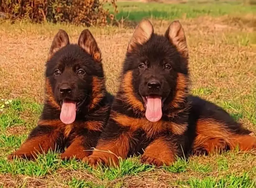 German Shepherd long coat puppies available — photo 3