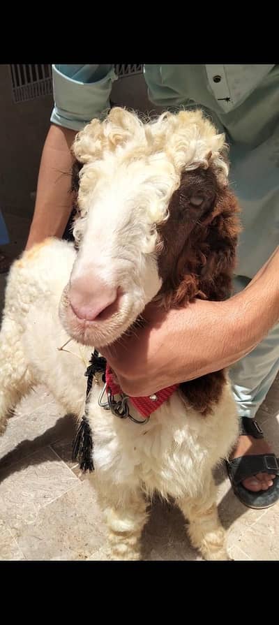 mundra sheep dumba larkana kajla khara gulab bakra goat bacha kid male