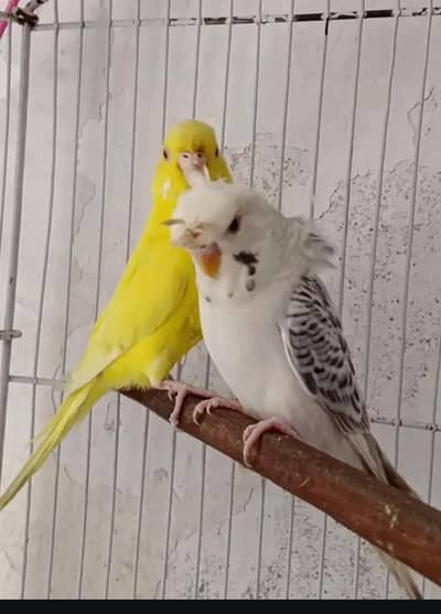 2 bajri pair for sall 03274991518 only call