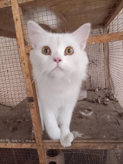 healthy active mal cat for sell 03187188343