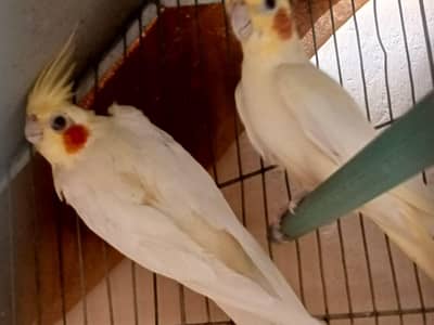CREAM COCKATIEL 1 PAIR