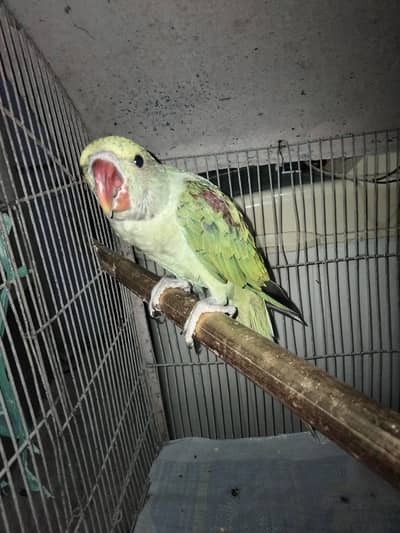 Kashmiri phari parrot